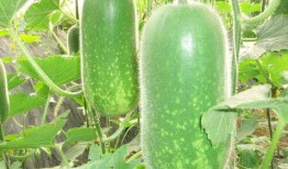 网红大瓜图片.正能量,传递爱与温暖的力量